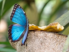 9-Gourmandise