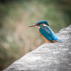 Les oiseaux