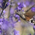 sphinx colibri Provence