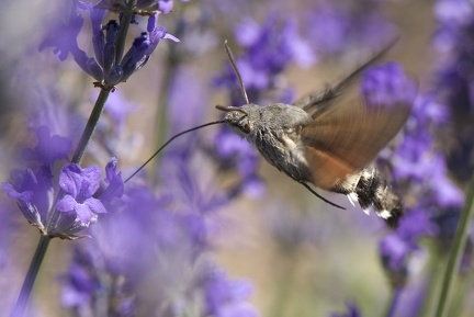 sphinx colibri Provence