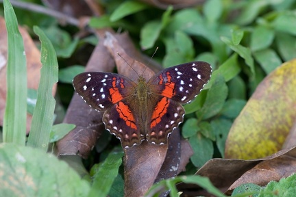 Anartia amathea Guyane