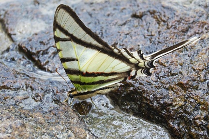 Protesilaus glaucolaus Vénézuela