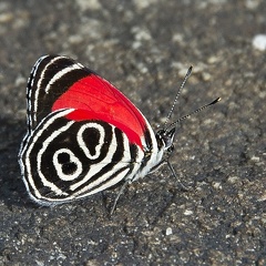 Diaethria Vénézuela