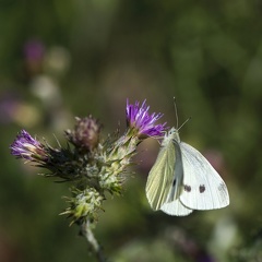 Provence