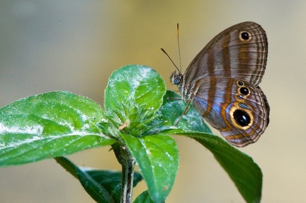 Anneau bleu céphus Guyane