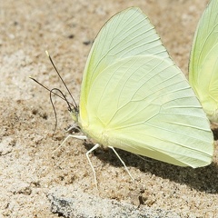 Aphrissa statira Vénézuela