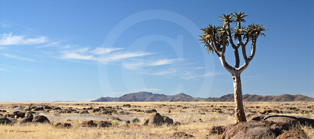 Kalahari Namibie