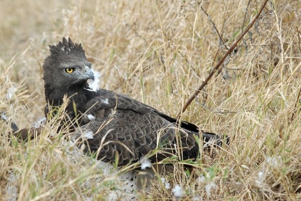 Aigle martial Tanzanie