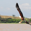 Aigle pêcheur  Kenya