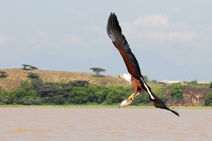 Aigle pêcheur  Kenya