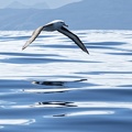 Albatros Cap Horn.jpg