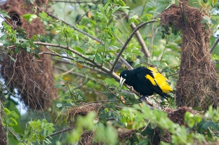 Cassique cul jaune Guyane