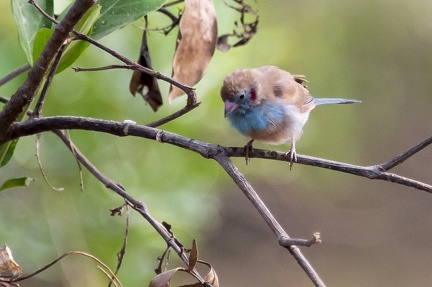 Cordon bleu à joues rouges Bénin