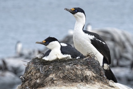 Cormoran Antarctique