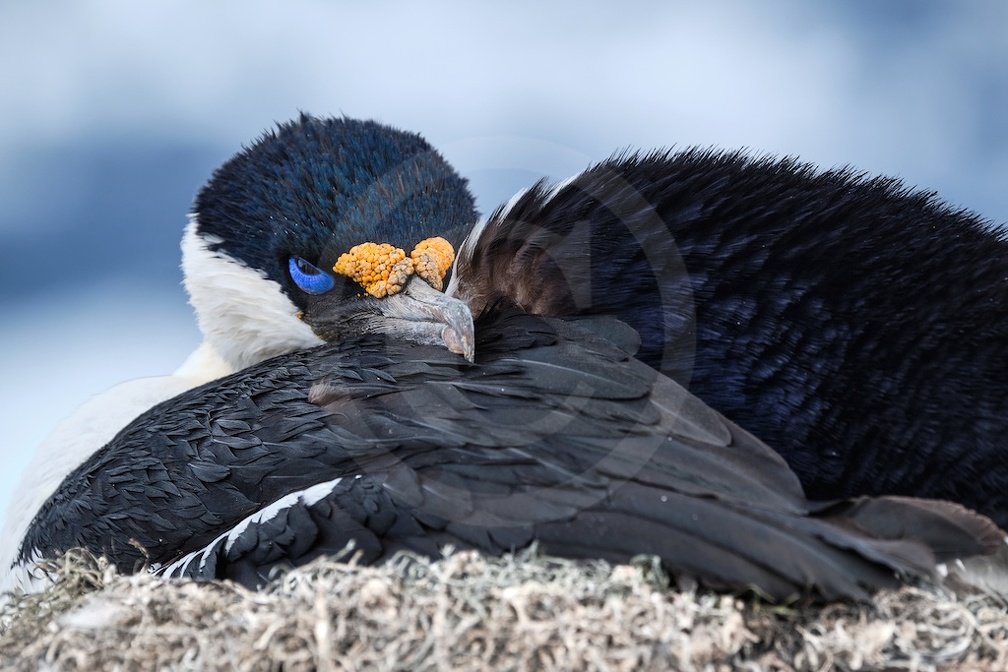 Cormoran antarctique 