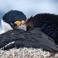 Cormoran antarctique 
