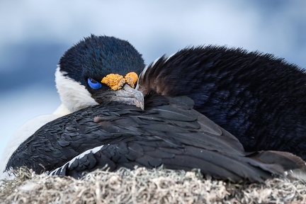 Cormoran antarctique 