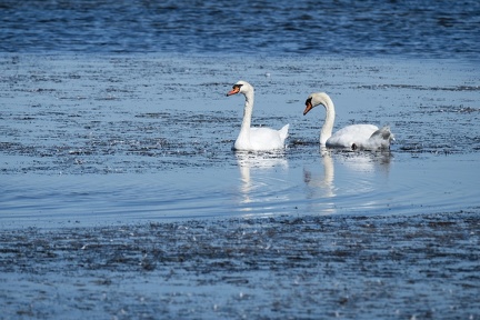 Cygne France