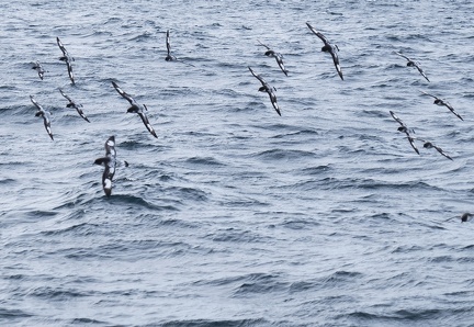 Damiers du cap Antarctique