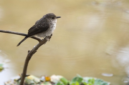 Gobemouche Bénin