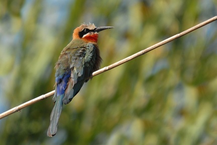 Guêpier Okavango 