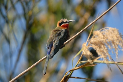 Guêpier Okavango