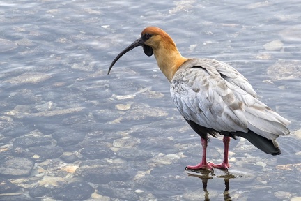 ibis a face noire Argentine