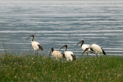 Ibis sacré Kenya