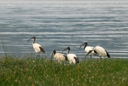 Ibis sacré Kenya