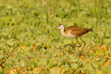 Jacana Kenya