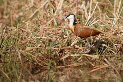 Jacana à poitrine dorée Okavango