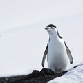 Manchot à jugulaire Antarctique