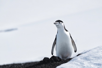 Manchot à jugulaire Antarctique