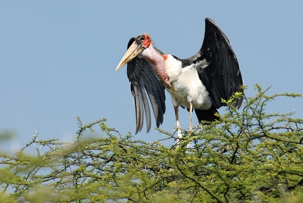 Marabout Kenya