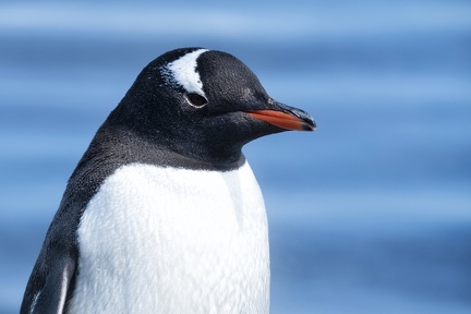 Manchot Papoue Antarctique