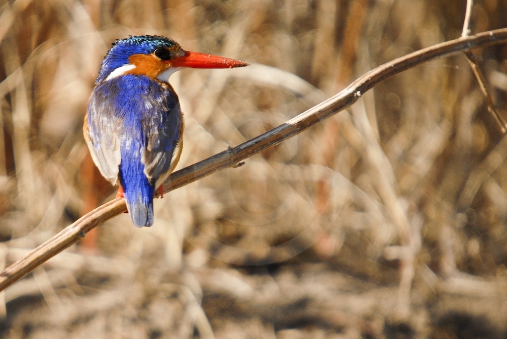 Martin Pêcheur huppé Okavango