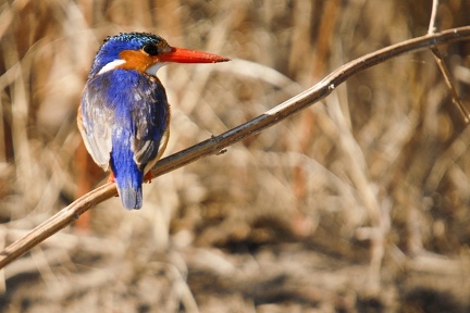 Martin Pêcheur huppé Okavango