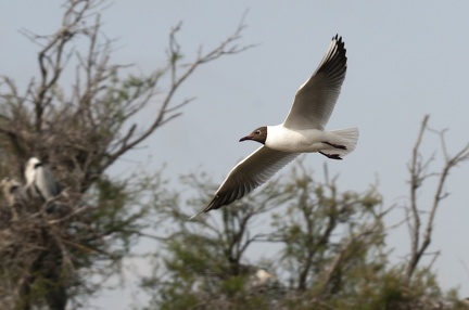 Mouette à tête noire France