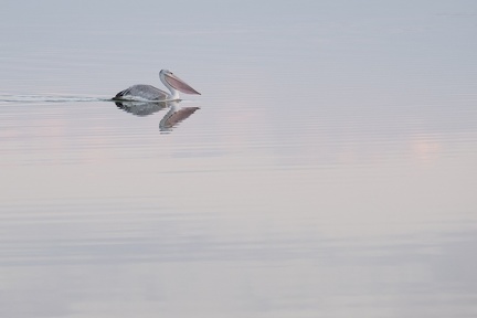 Pélican gris France