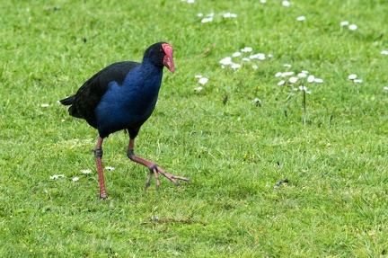 Pukeko Nelle Zélande