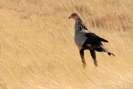 Sagittaire Namibie