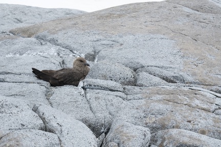 Skua Antarctique