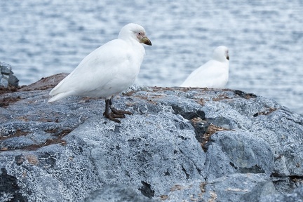 Snowy Paloma Antarctique