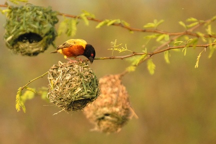 Tisserin à dos d'or Kenya