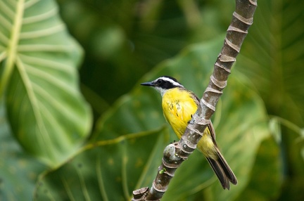 Tyran Quiquivi Guyane