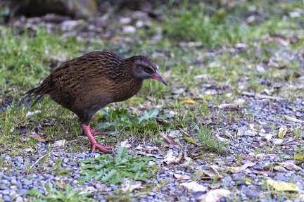 Weka Nlle Zélande