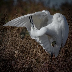 01-2021 Oiseaux camargue 0551-0551