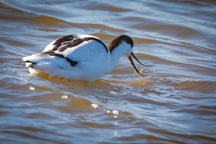 01-2021 Oiseaux camargue 3765-3765