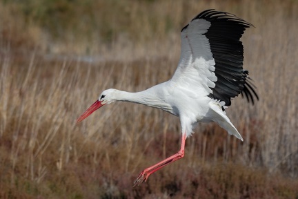 01-2021 Oiseaux camargue 0427-0427