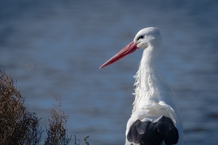 01-2021 Oiseaux camargue 0823-0823